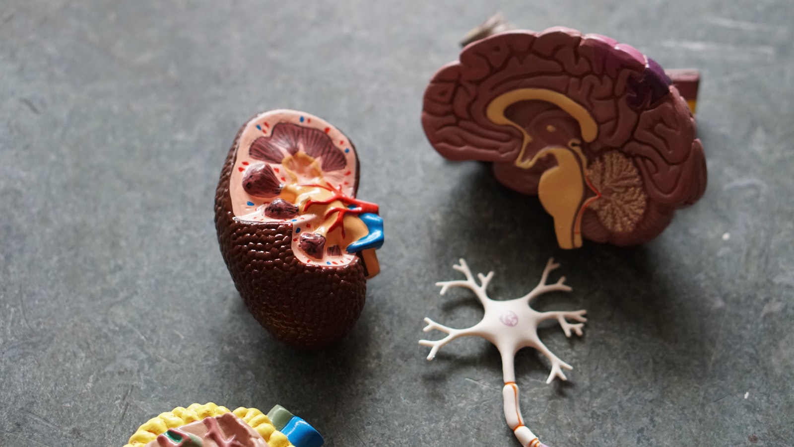 Nervous System Regulation: Tren Lifestyle 2026 untuk Menenangkan Tubuh Tanpa Rutinitas Ribet
